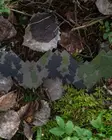 Savotta Camo scrim kit M05 woodland - Kypärät ja niiden tarvikkeet - 6419134205870 - 3
